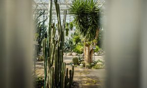 Unikālais Nacionālais botāniskais dārzs