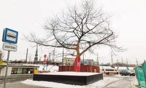 Rīgas starptautiskās autoostas sarkanā ozola pārstādīšana. Pasūtītājs un būvnieks PS BERERIX, būvuzraudzība LABIE KOKI. 