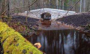 Tiltiņu pārdzimšana Ķemeru parkā